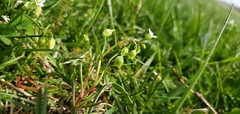 Holosteum umbellatum