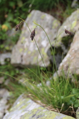 Carex caucasica
