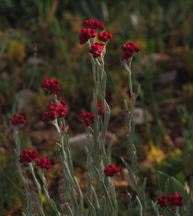 Helichrysum sanguineum