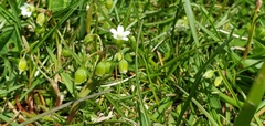 Holosteum umbellatum