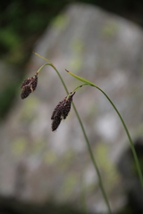 Carex caucasica