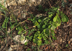 Crepis hierosolymitana