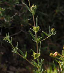 Helianthemum ledifolium