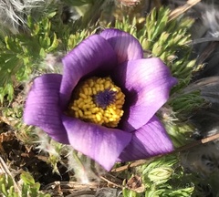 Pulsatilla vulgaris