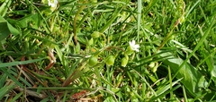 Holosteum umbellatum