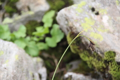 Carex caucasica