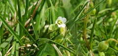 Holosteum umbellatum