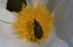 Mycterus curculioides