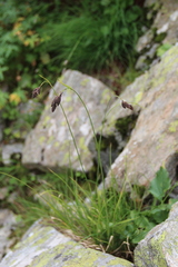 Carex caucasica