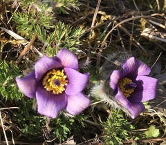 Pulsatilla vulgaris