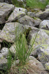 Carex caucasica