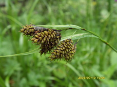 Carex caucasica