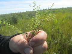 Galium labradoricum