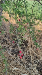 Condalia velutina