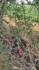 Condalia velutina