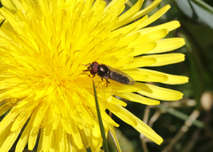 Platycheirus albimanus