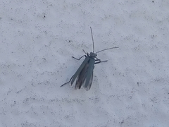 Oedemera crassipes