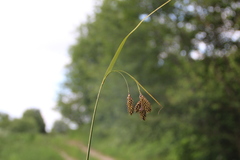 Carex caucasica