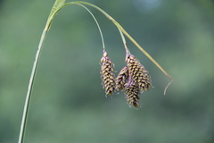Carex caucasica