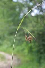Carex caucasica