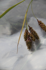 Carex caucasica