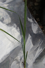 Carex caucasica