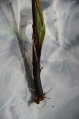 Carex caucasica