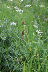 Carex caucasica