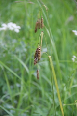 Carex caucasica