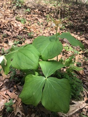 Trillium simile