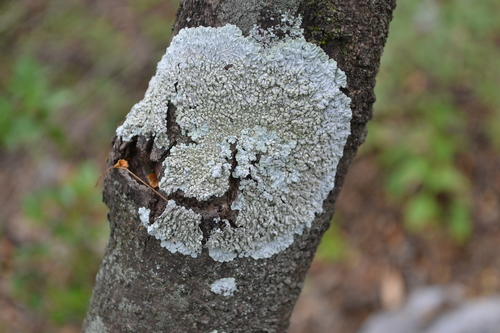 Dirinaria Lichen