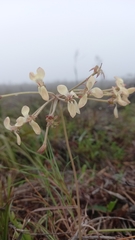 Pelargonium pillansii