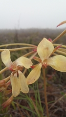 Pelargonium pillansii