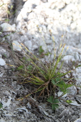 Carex digitata