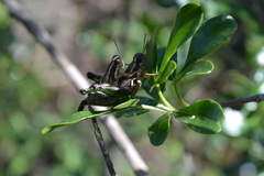 Phaedrotettix violai