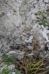 Carex digitata
