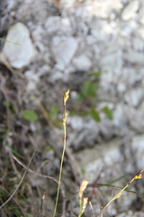Carex digitata
