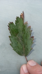 Pelargonium pillansii