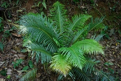 Blechnum brasiliense