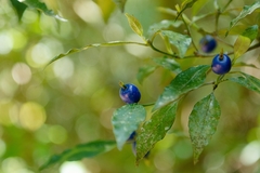 Psychotria suterella