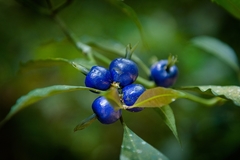 Psychotria suterella