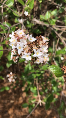 Viburnum carlesii