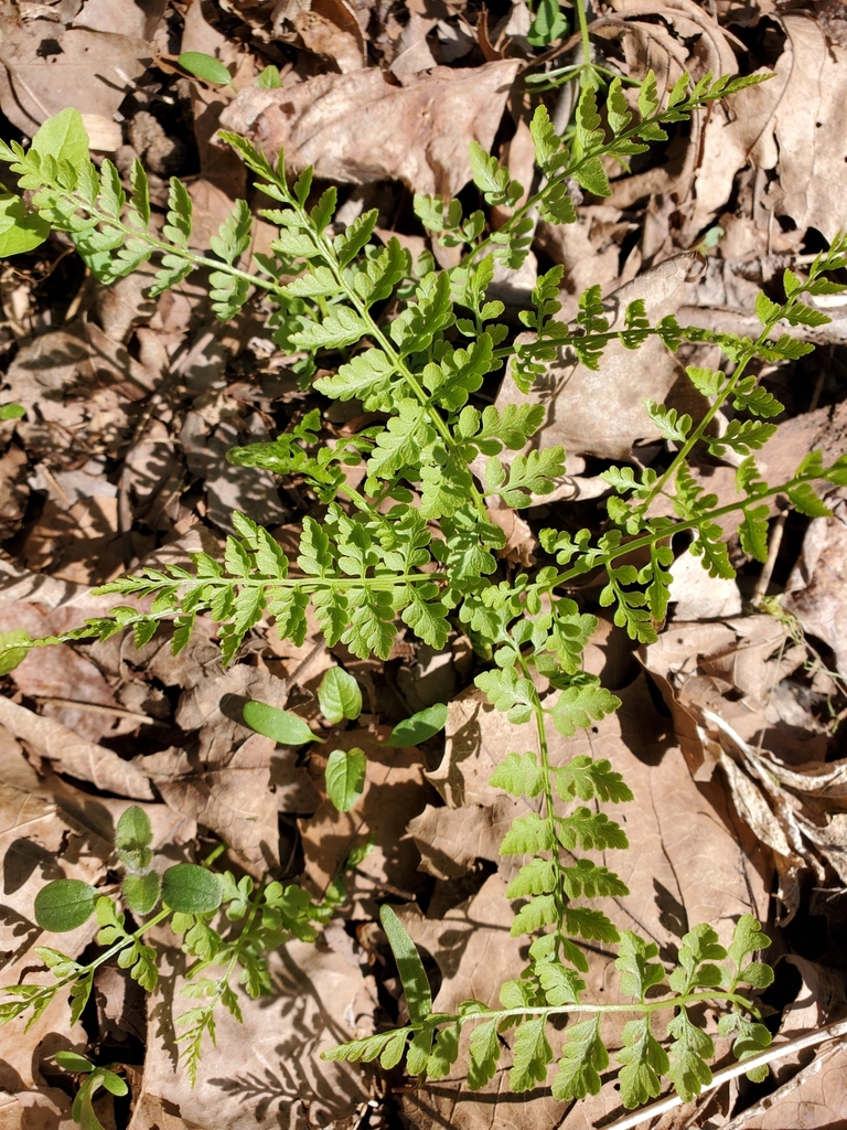 lowland brittle fern from Washington County, Chesapeake and Ohio Canal