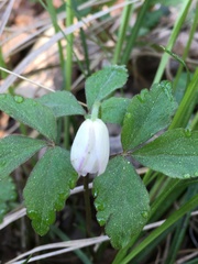 Anemonoides lancifolia
