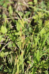 Carex diluta