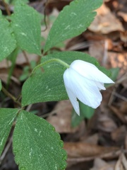 Anemonoides lancifolia