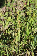 Carex diluta