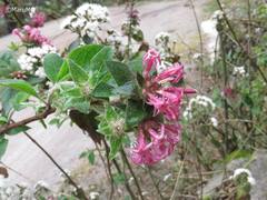 Cestrum roseum