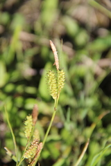 Carex diluta
