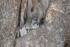 Dendrohyrax arboreus